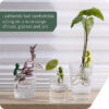 Plant Propagation Buddy, Plant Support for Sprouts, Stems, Shoots, and Cuttings, Cute Plant Supports for a Plant Propagation Station or an Indoor Gard